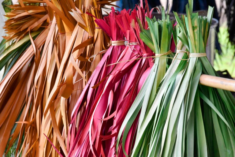 A photo of bunches of palm sugar leaves drying on a rack after they have been colored.