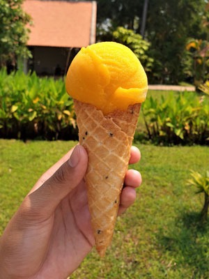 Home made mango ice cream in a home made crispy cone