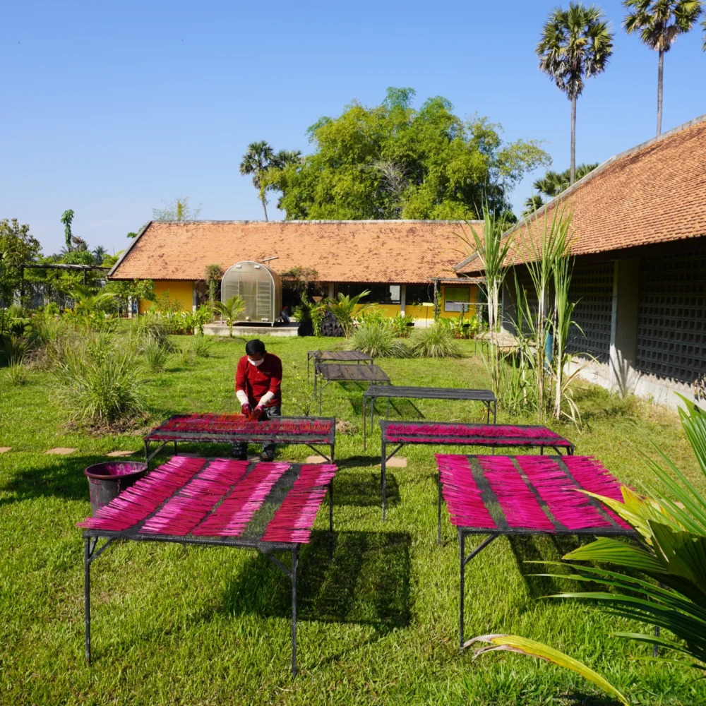 Incense sticks drying within Senteurs d'Angkor Workshop and Garden