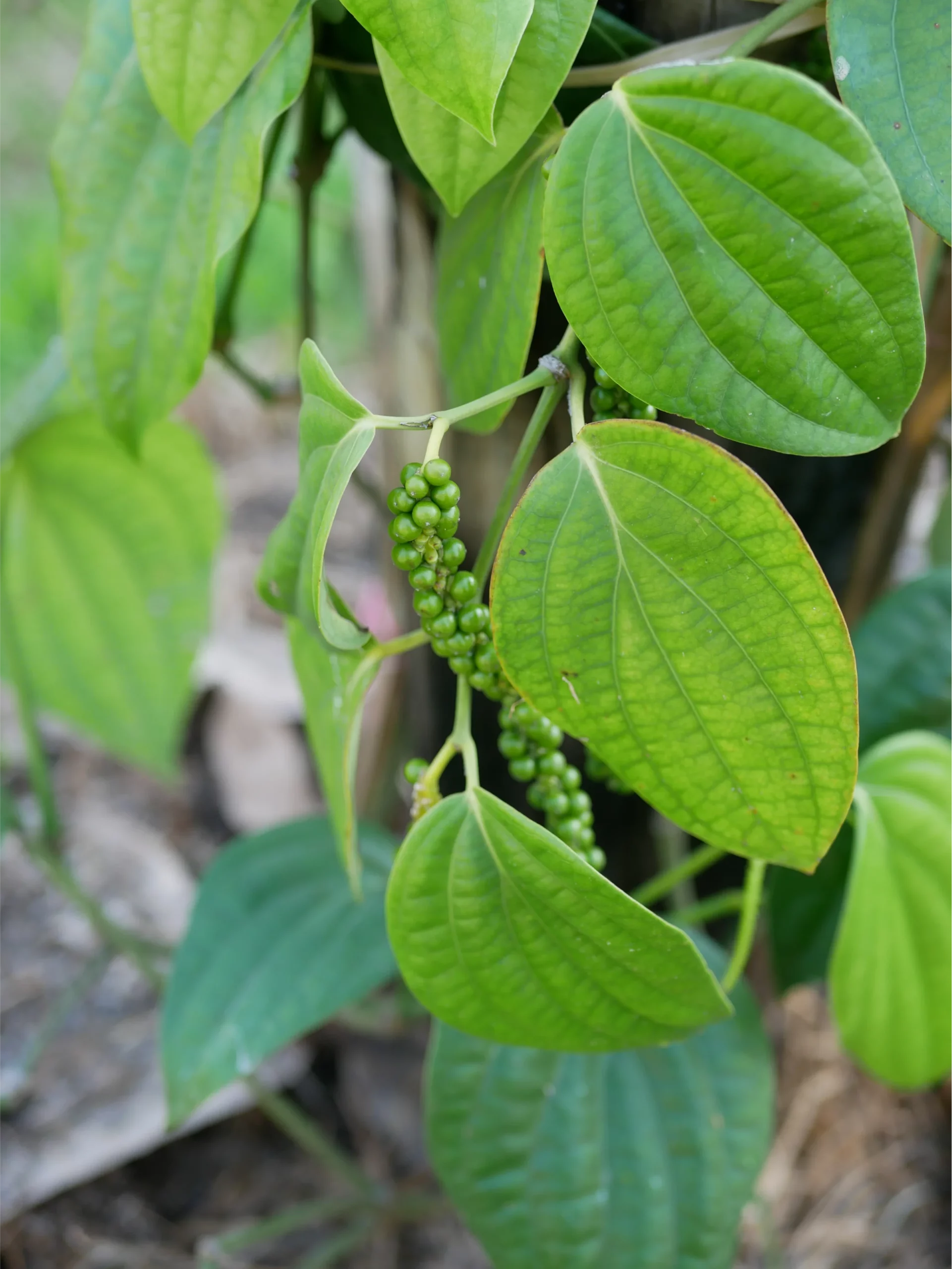 How to distinguish real Kampot pepper from counterfeit?