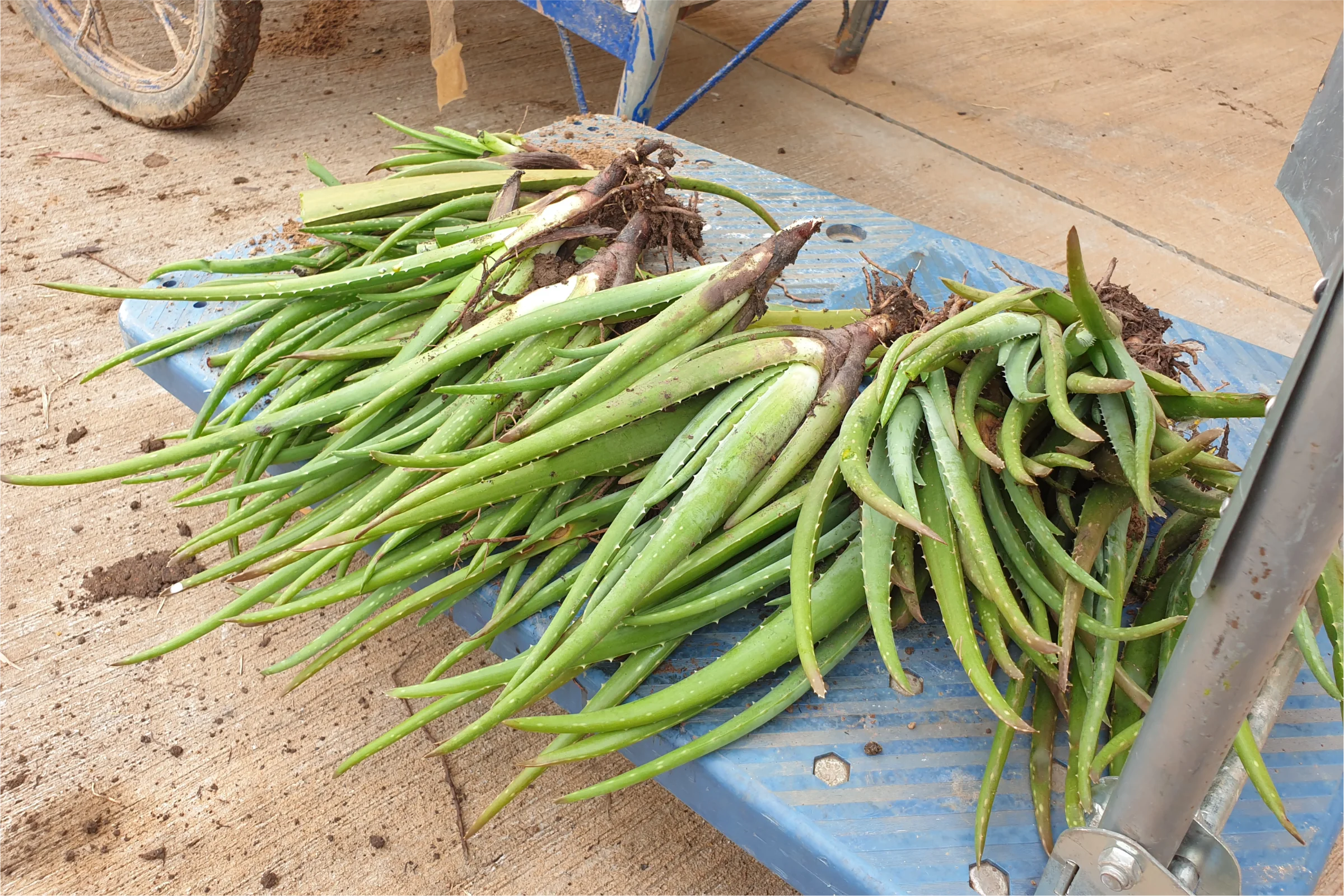 Workshop improvement project: day 6