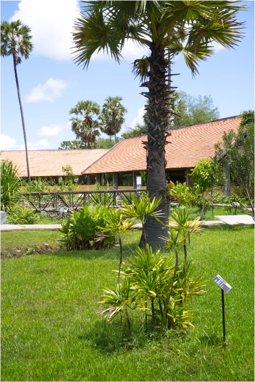 Lady palm and sugar palm tree surrounded by the garden