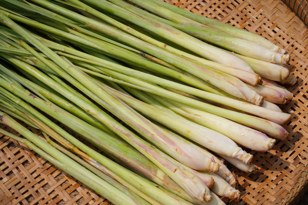Fresh lemongrass, a staple in Cambodian cuisine, displayed on a woven bamboo tray. This aromatic herb is a key ingredient in many traditional dishes, adding a citrusy, earthy flavor to soups, curries, and marinades. Its refreshing scent and distinct taste make it one of the secret ingredients that define the rich and vibrant flavors of Khmer cooking.