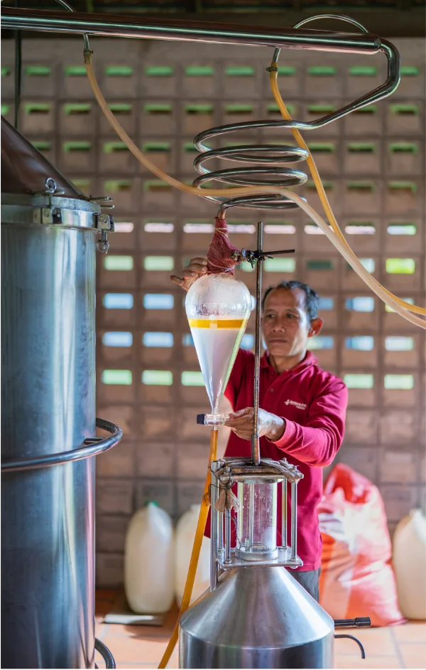 Artisan processing lemongrass