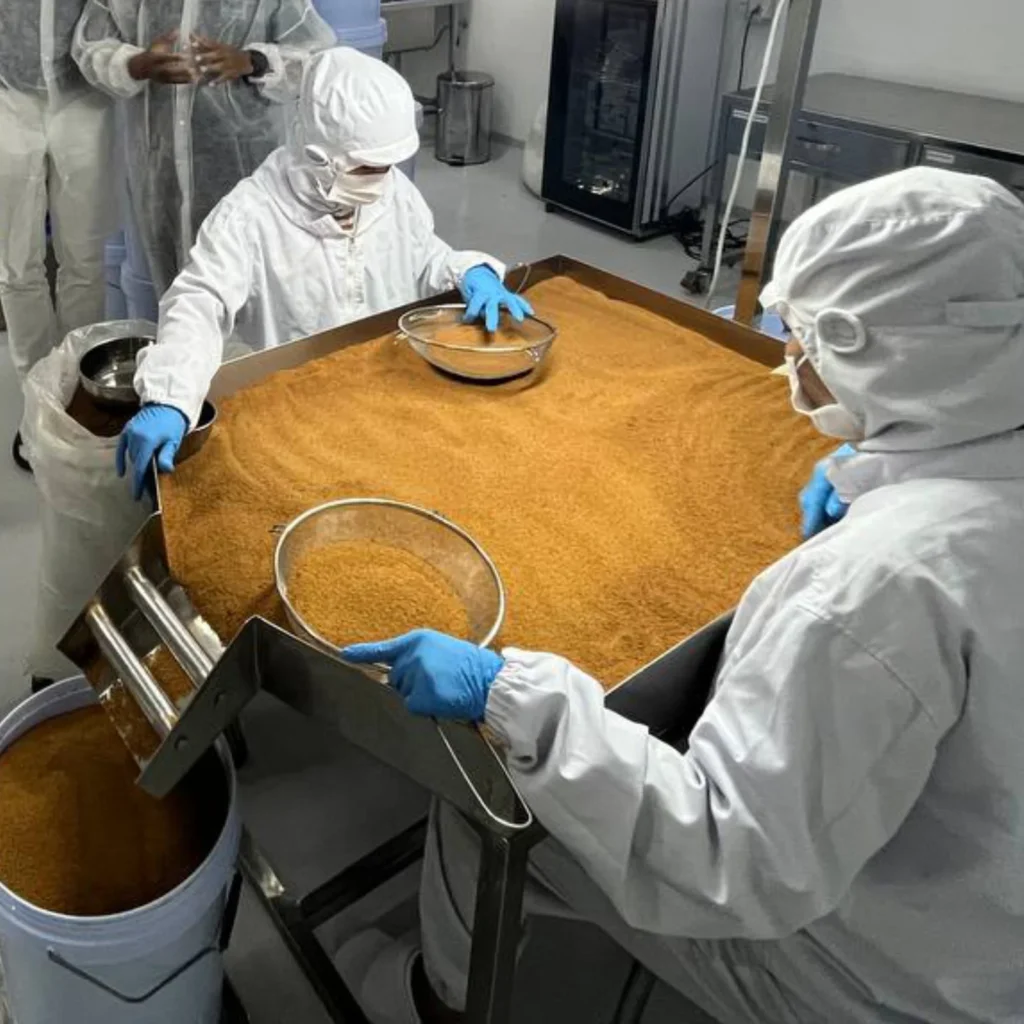 Two workers facing each other are cleaning sugar palm and filling a big plastic bucket before storage.