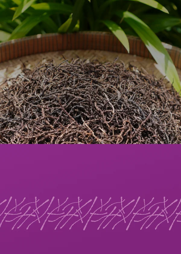 SDA kampot pepper spike mobile