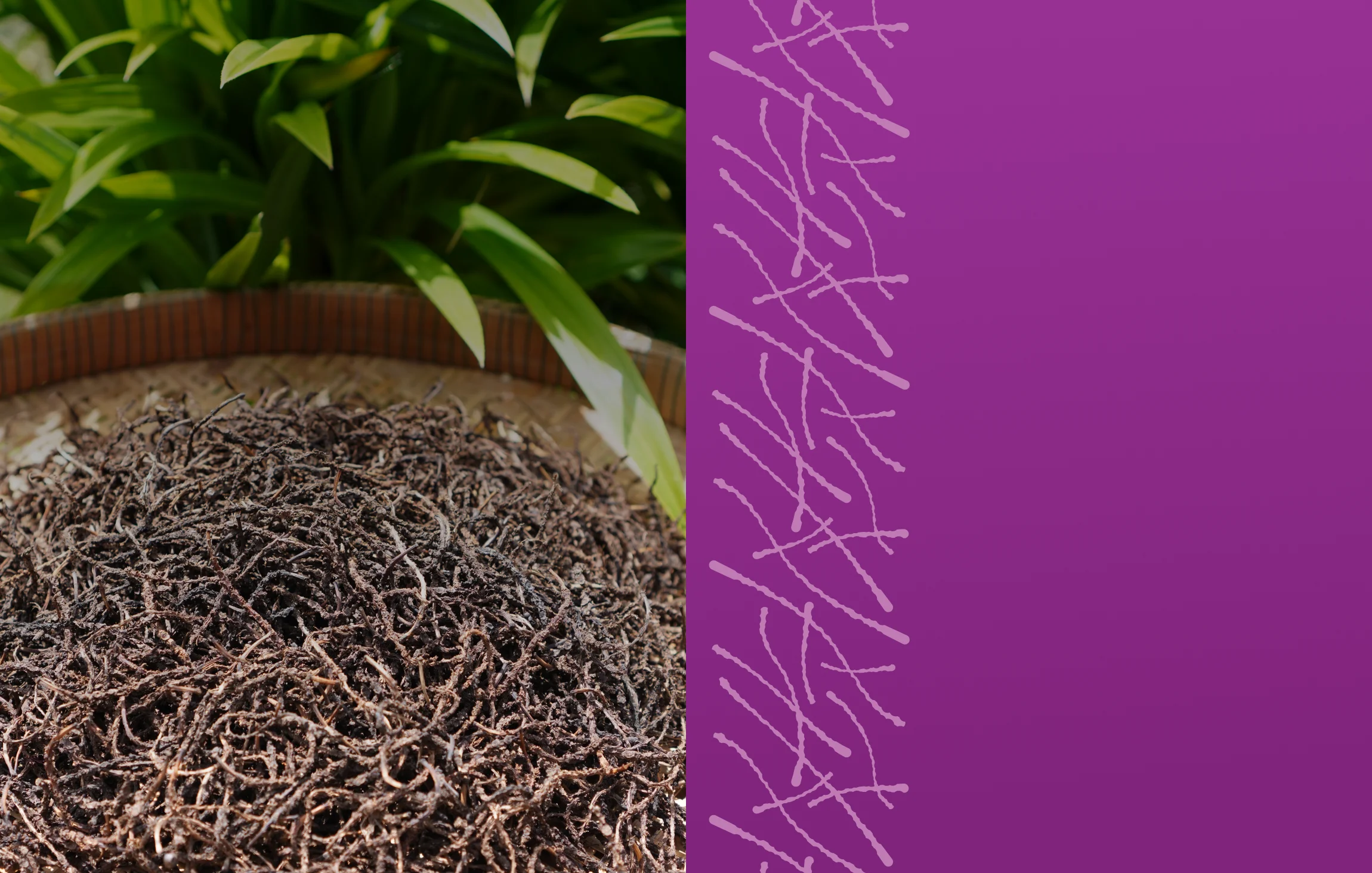 SDA kampot pepper spike tablet