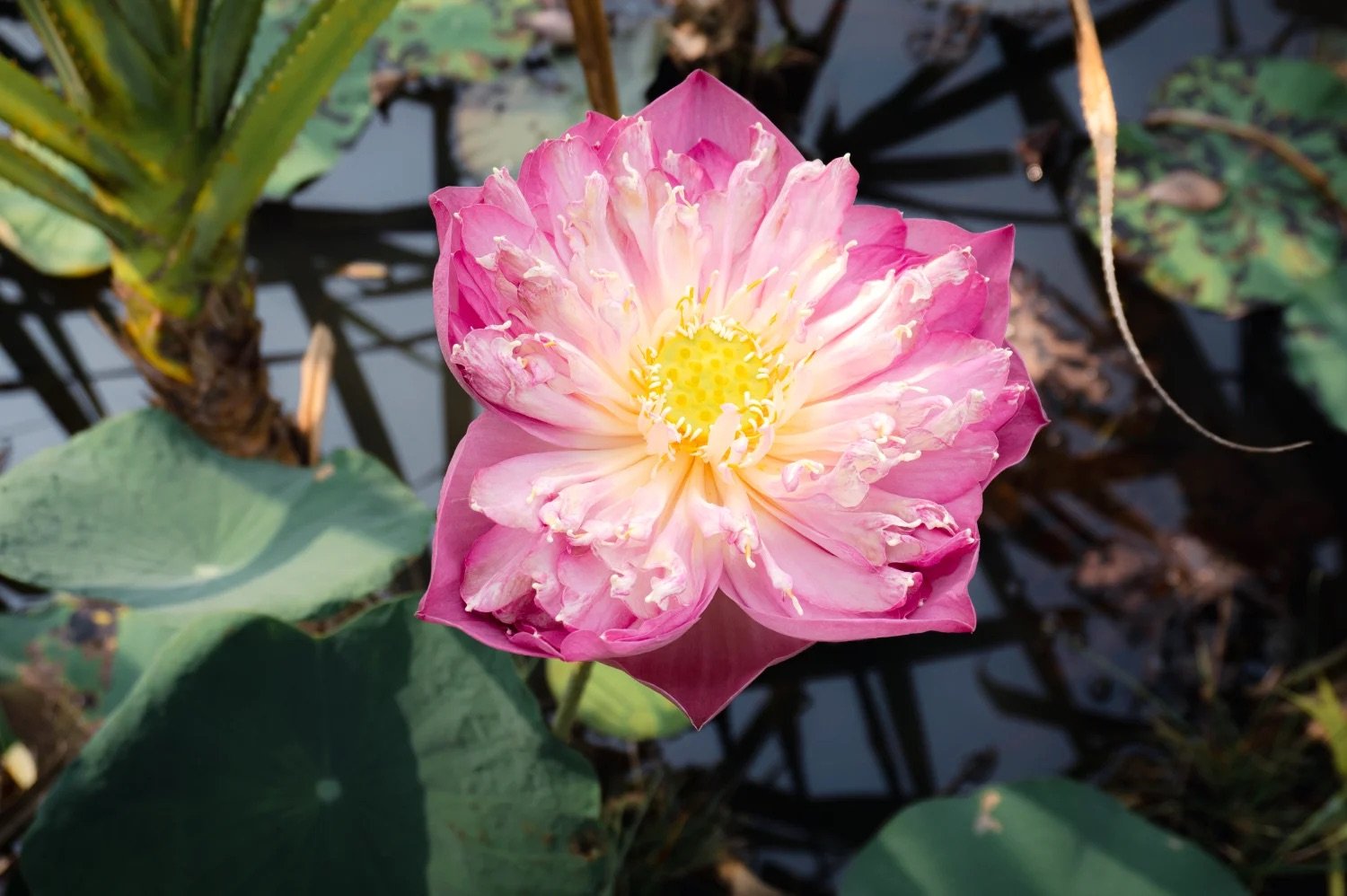 Seasonal Scent: What’s Blooming and Trending at Senteurs d’Angkor Workshop and Garden