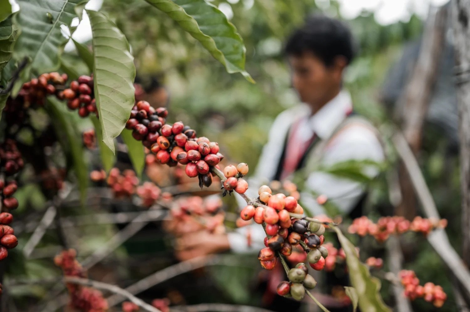 Discover the Rich Taste of Mondulkiri Coffee