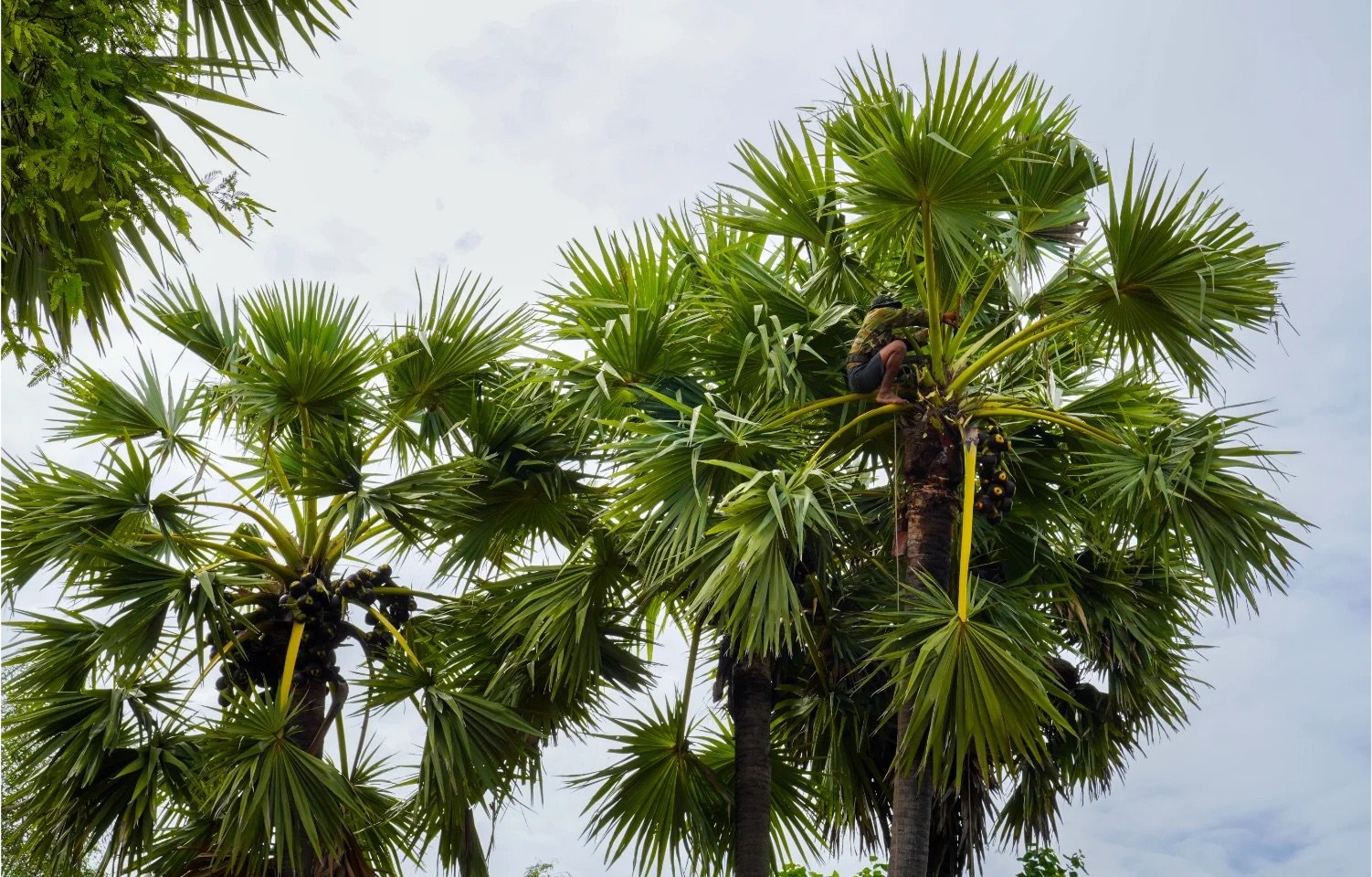 Discover the Sweet Story of Cambodian Palm Sugar