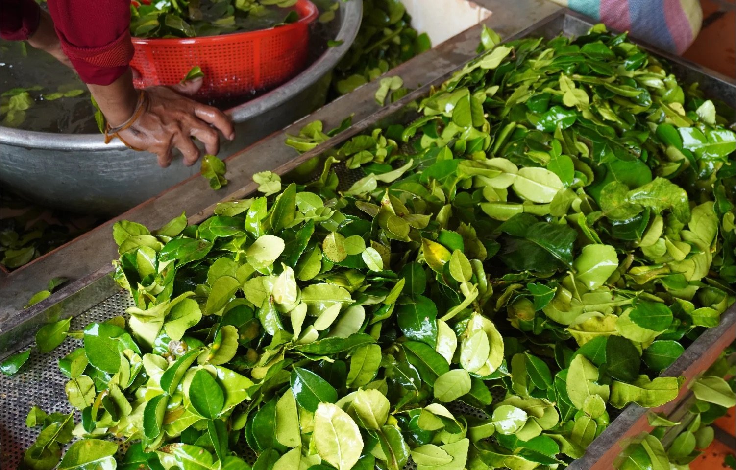Discover the Zesty Charm of Kaffir Lime Leaves