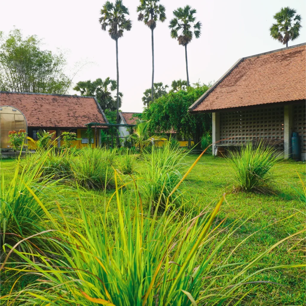 Lemongrass growing within the tropical garden of Senteurs d'Angkor.