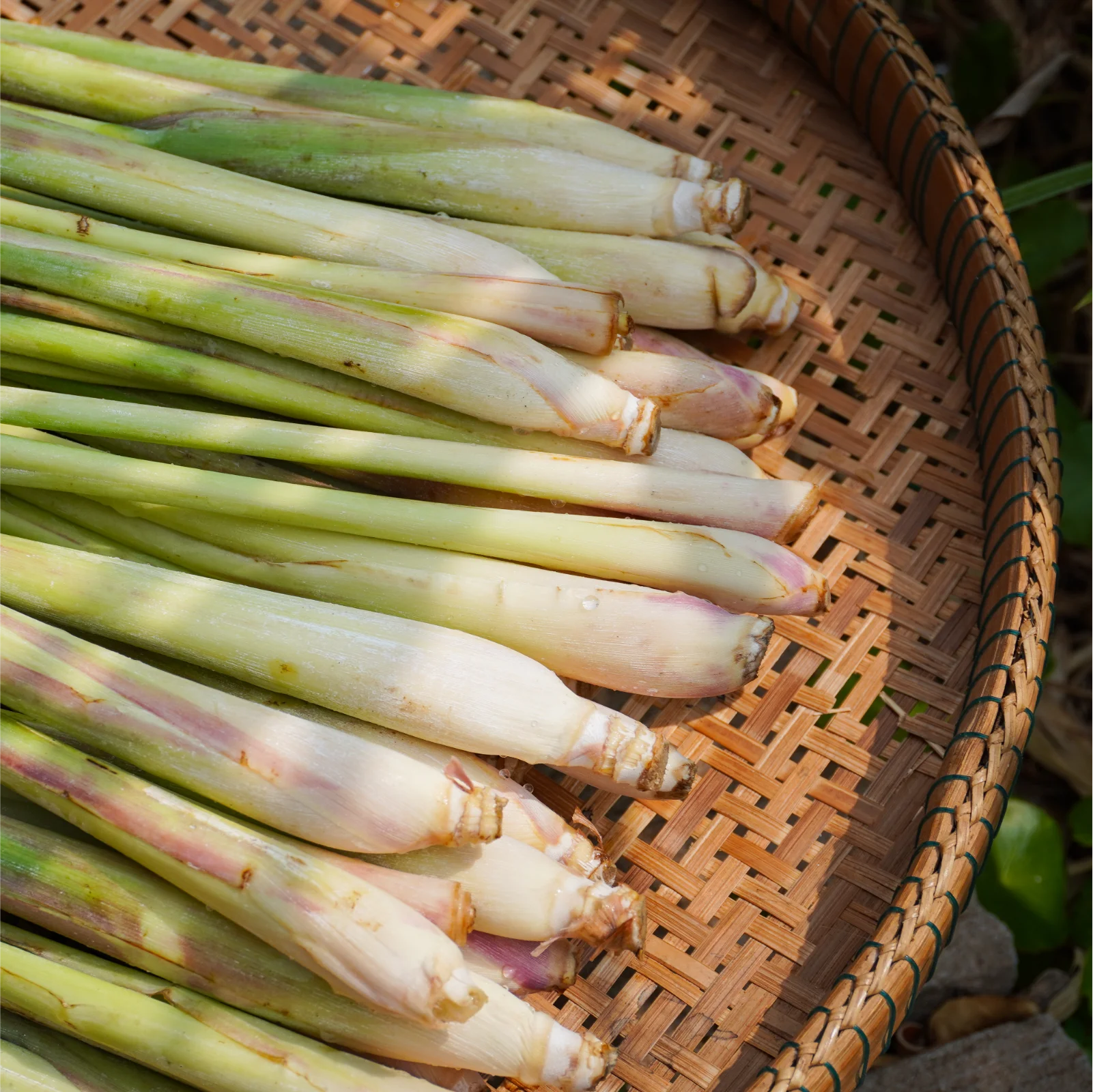 freshly cut lemongrass displayed in a natural fibre tray.